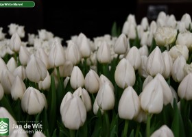Tulipa White Marvel (3)